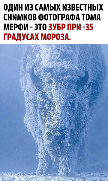 ����� ��������, ��� ��� ���������� ���
