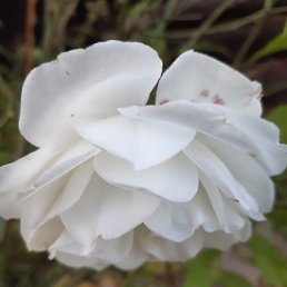 ����, �����, 60 ���