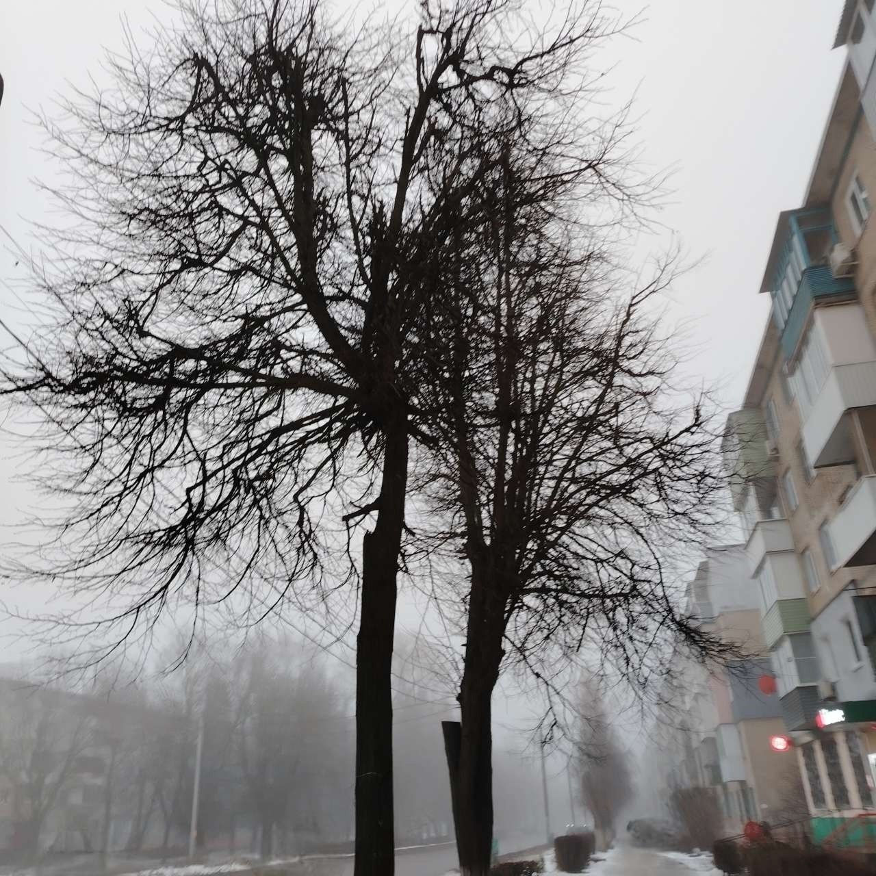 ������ ����� �.�������