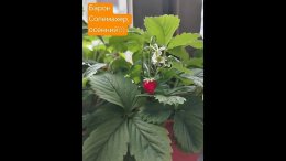 ��� ������ ������, ����� ���������, ������� �������!����� ��� ������� � ���� ����� �� �����,�� ��������� � ������, ���� � ��������� ������,���������� ������� ��������� ����.�� - ����� ��������...