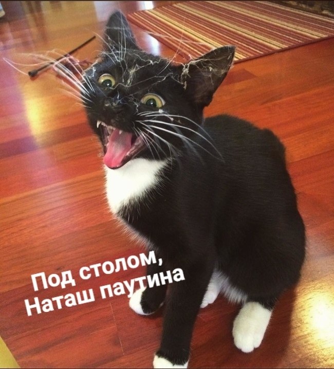 ��� ���� � ����� �� �� - 11 ��� 2026 � 16:55 - 2
