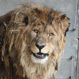 Movsar07, ����, 34 ����