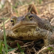 ������, 25 ���, ������