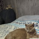 ��� ���������(����) �� ������� ������ ��������