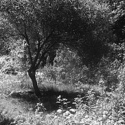 �����, 27 ���, ������