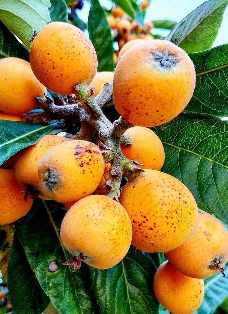 :)   .     .   ... - 2