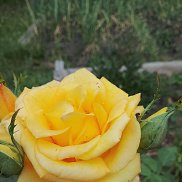 ����, 60 ���, �����-���������