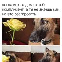 ���� Tapok, ��������, 51 ��� - ��������� 7 ��� 2026 � ������ ���������, �����