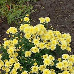 �����, ����, 62 ����