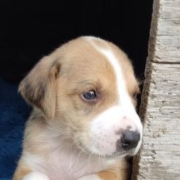 ���� �������, �������, 48 ��� - ��������� 11 ������ 2024