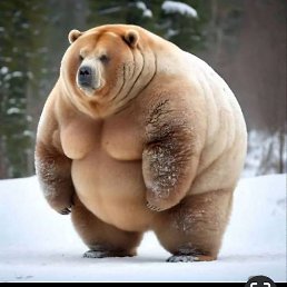 �����, ��������, 49 ���