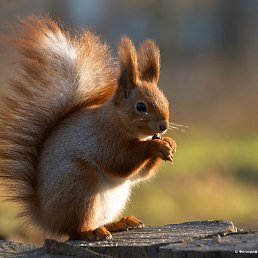 �����, �����������, 25 ���