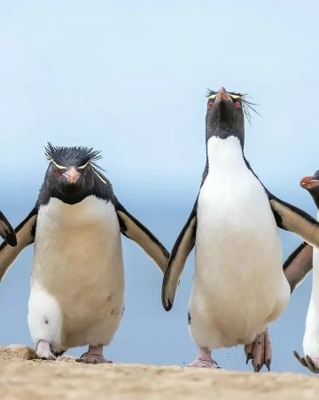 �� ������ ������������ ����� �������� ������� ����� ������� Nikon Comedy Wildlife Awards ���������� ... - 5