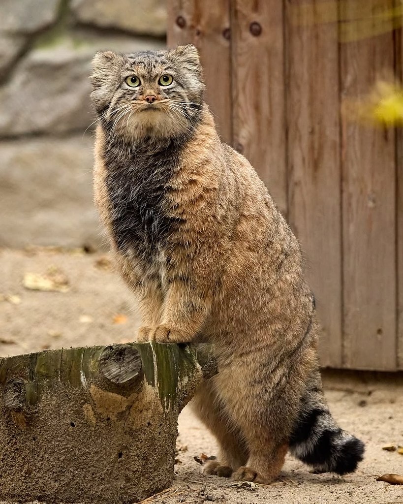 Как можно быть такими пушисто-круглыми и такими серьёзными одновременно? - 3