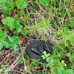Mikluha, ������, 38 ���