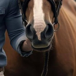 ������, �����������, 51 ���