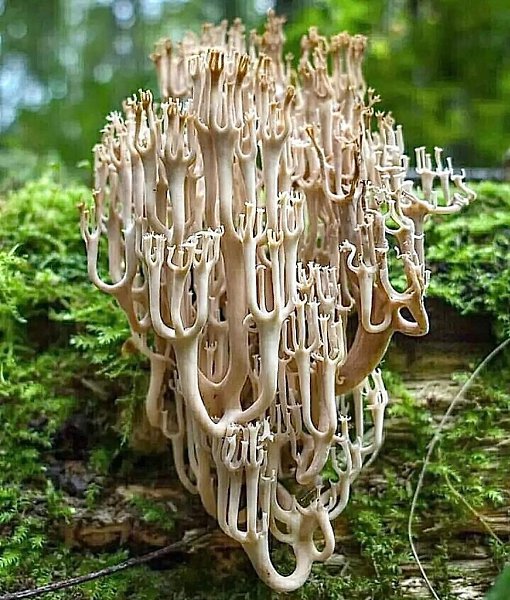 :)   (Ramaria Acrisiscens)    .     ...