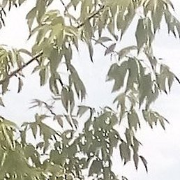 ���������, ������, 46 ���