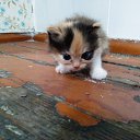 ���� �������, ������, 52 ���� - ��������� 8 ������� 2023 � ������ ���� ����������