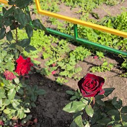 Lina, ������, 47 ���