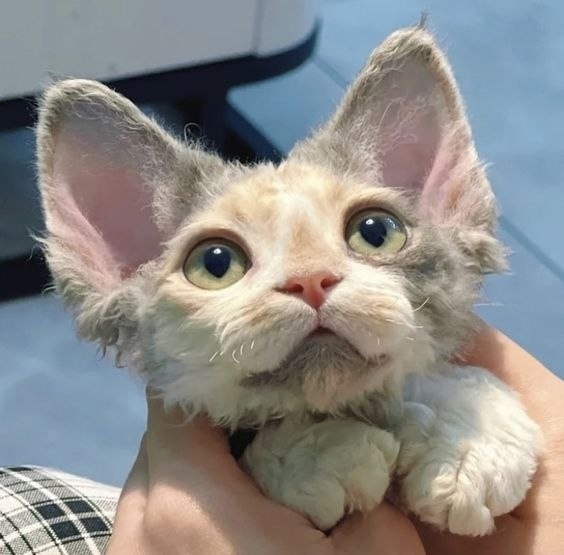      ??