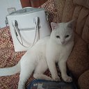 ���� �������, ����������� - ��������� 4 ������ 2025