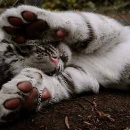 Sima, ���������