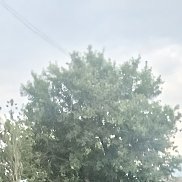 ���, 38 ���, ������