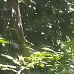 �����, ������, 46 ���