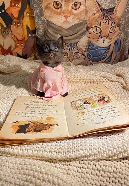 �����������