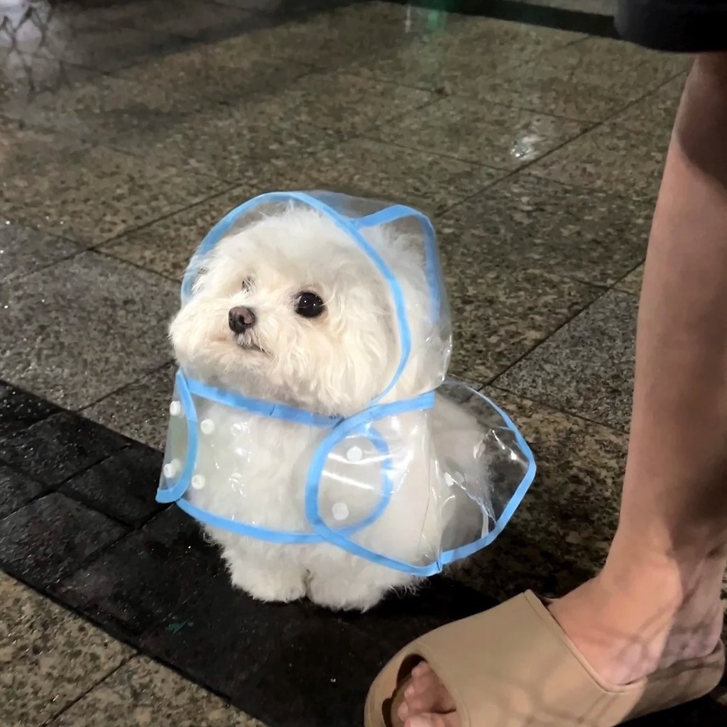 Он такой стильный в своем дождевичке