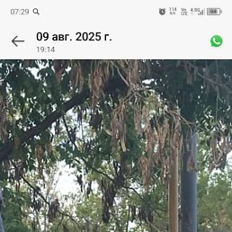 �����, 33 ����, ���������