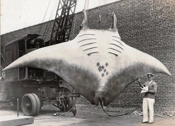 26 августа 1933 года нью-йоркский торговец шелком А. Л. Кан ловил рыбу у побережья Дил, штат ...