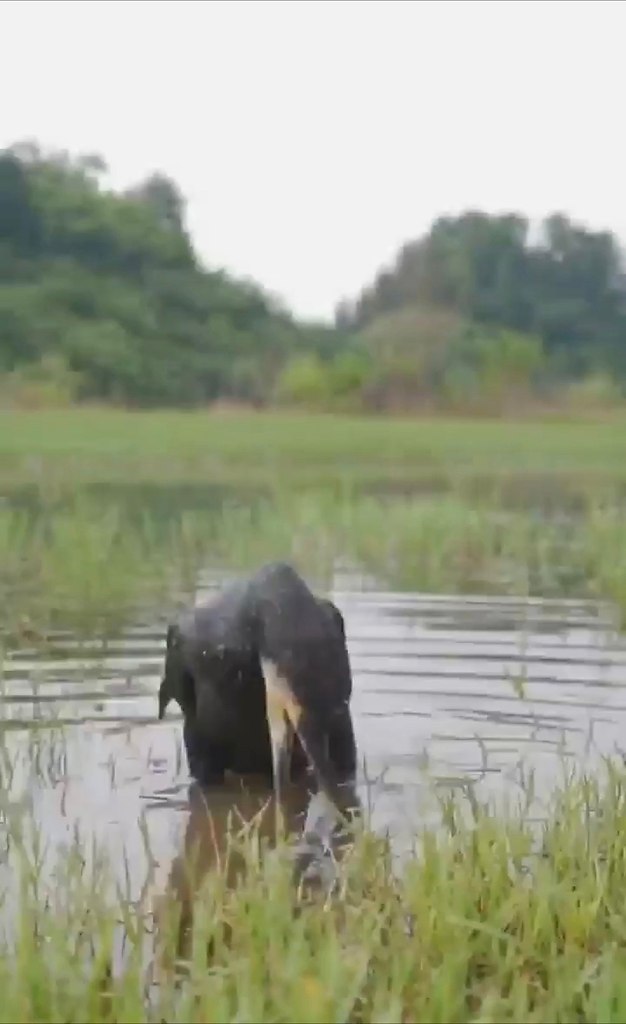   e , oa ooe: oe ac  epec aaa  o cocoe poo o ...