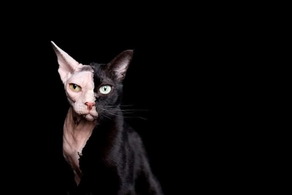 Звучит как фантастика, но это факт: Нильс — профессиональный катограф. Не фотограф, а именно ... - 4