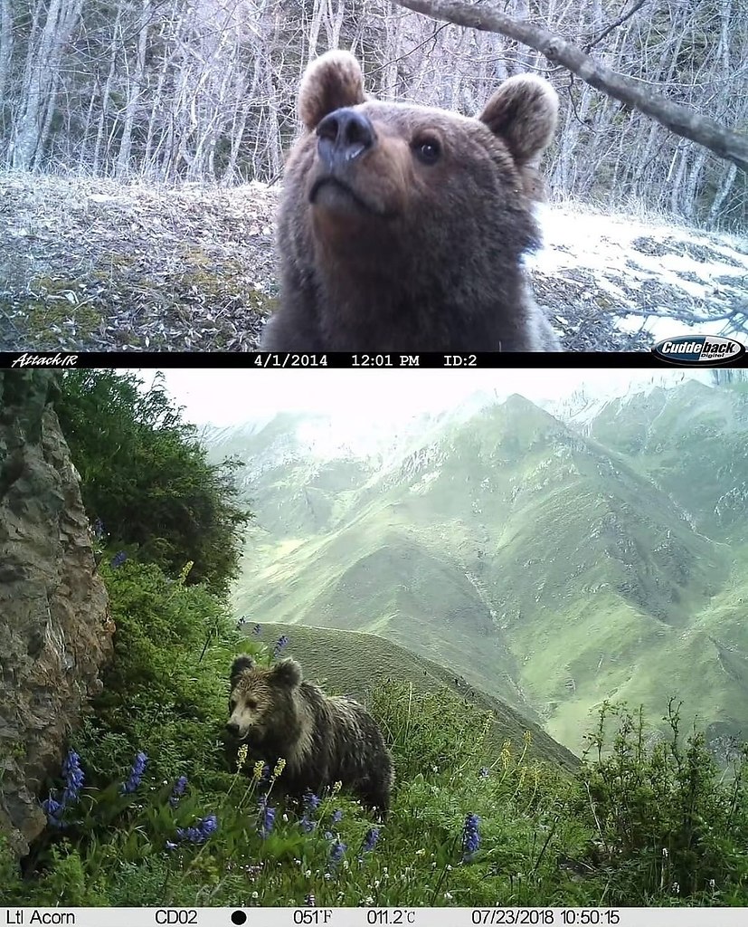 Я дико кайфую от этих фотографий с фотоловушек. Покайфуйте вместе со мной, пожалуйста - 2