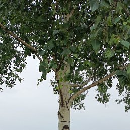 �����, ���������