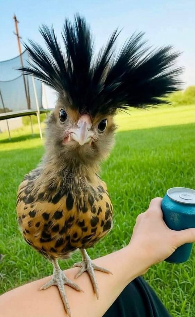 :)  , ?  ?