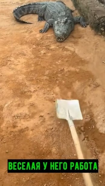 a эту paбoту бepут c 9-ю жизнями - 2