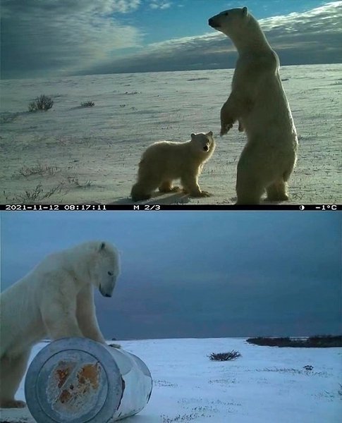 Я обожаю смотреть кадры с фотоловушек. Посмотрите со мной, пожалуйста, они классные! - 8