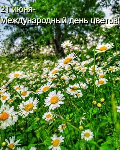 С Днем цветов! Издревле в каждой стране есть собственный символ этого праздника: в России - ромашка, ...