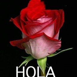 Tino, �����������, 38 ���