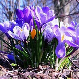 ��������, �������, 61 ���