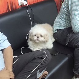 Dil, �����������, 27 ���