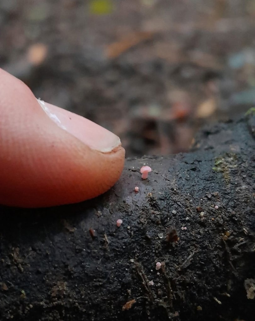 ��� Mycena roseoflava - ����������� ��������, ������� �������� ��� ������ �������� �������. ���� ... - 2