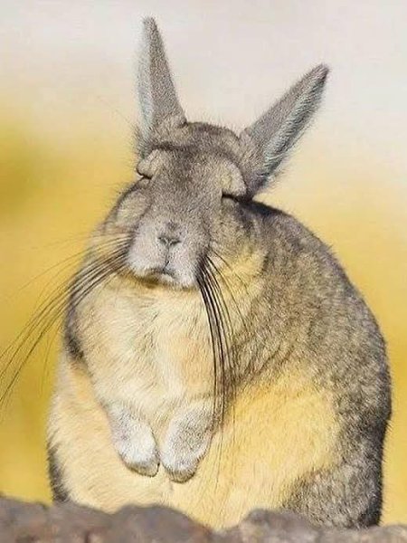 :) Если вы искали животное, которое символизирует недосып и недовольство тем, что надо вставать, то ... - 2