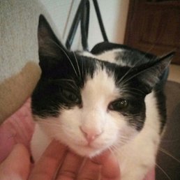 �����, ������, 51 ���