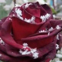 ����, ���������, 41 ���