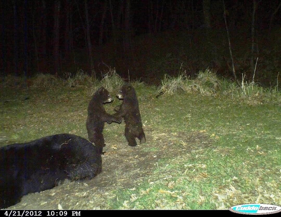 История о том, как фотоловушки любовь поймали - 6