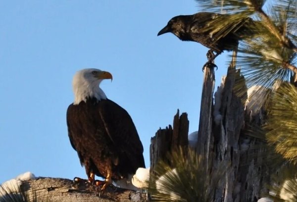 Однажды орел спрашивал у ворона: скажи, ворон-птица, отчего живешь ты на белом свете триста лет, а я ...